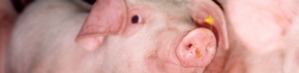 Piglet