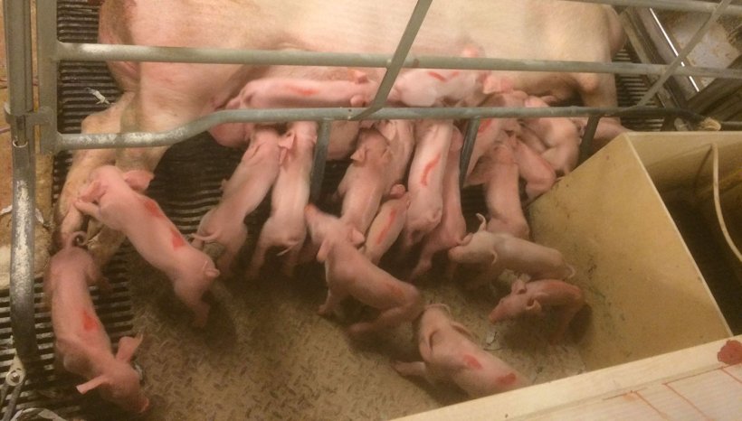 标记初乳摄入量
