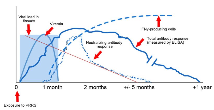 暴露于PRRS后的病毒和抗体检测示意图：下图显示了测定中使用的不同分析物的浓度（Y轴）随时间（X轴）的变化。暴露于PRRS病毒后，会在猪的血液中发现病毒（病毒血症），这种病毒通常持续2至4周，具体时间取决于猪的年龄和免疫状况。血清转化（抗体检测）通常发生在暴露后7至10天之间，持续数月后才变为血清阴性。中和抗体在暴露后4至6周出现（L&oacute;pez和Osorio，2004）。