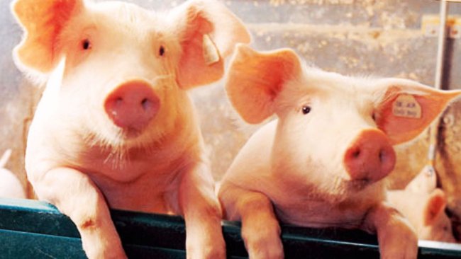 333