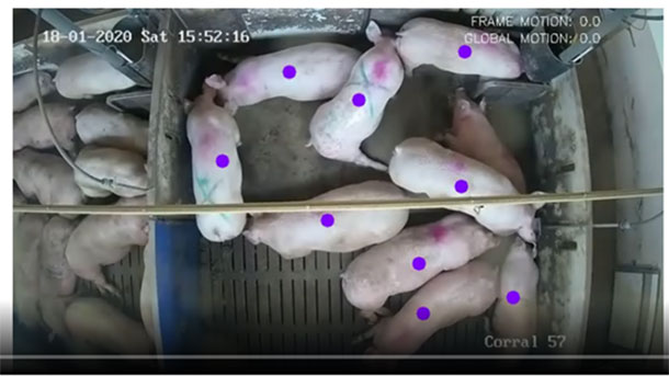 图 2：识别并单独跟踪猪的运动的视频。来自 Innovaci&oacute;n VIGIASAN项目。