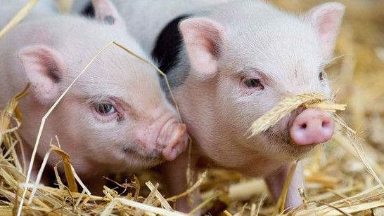 通过饮水或饲料引起感染所需的ASF病毒量？ - 文章 - pig333.cn, 世界猪业之窗