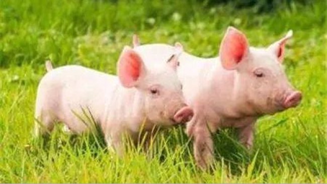 333