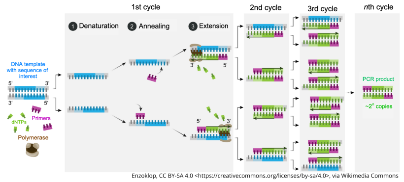 Schematic mechanism of PCR.
