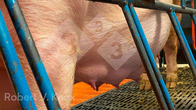 乳腺发育。
