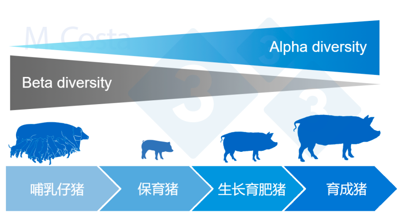 图4： 猪一生中&alpha;和&beta;多样性的动态变化。
