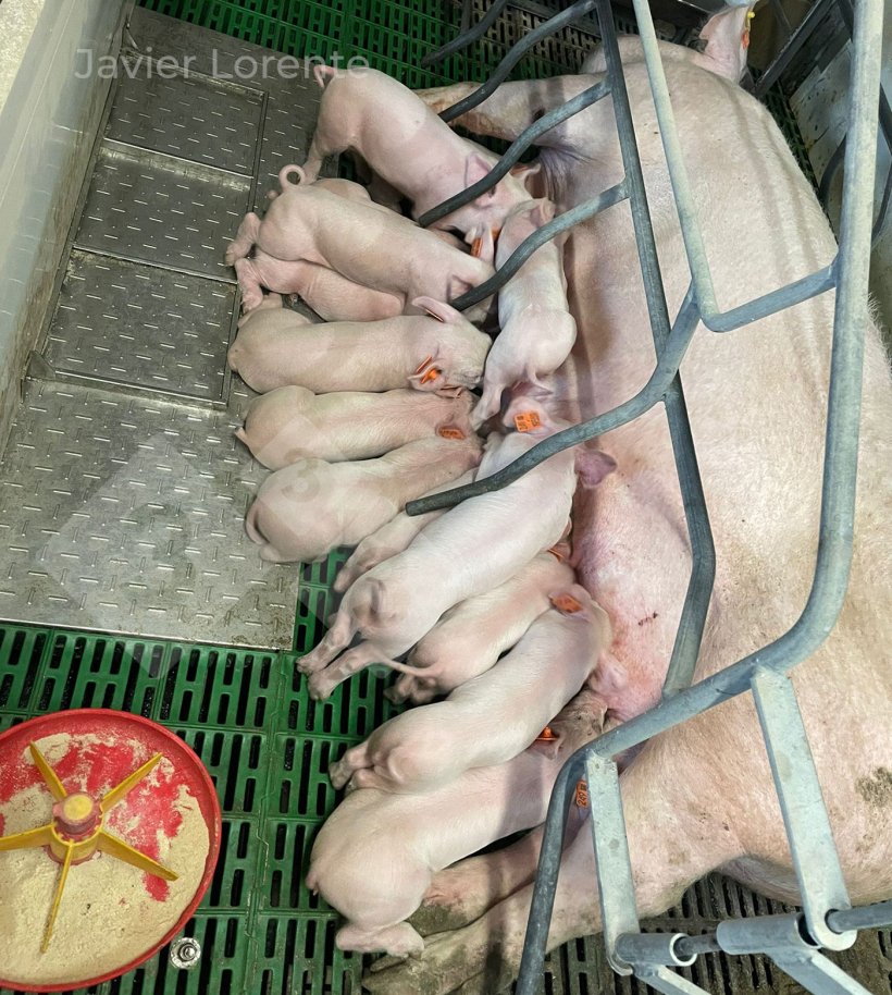 照片6：第5天至第15天饲喂教槽料：香味和味道诱人，易消化，数量少，呈粉状。
