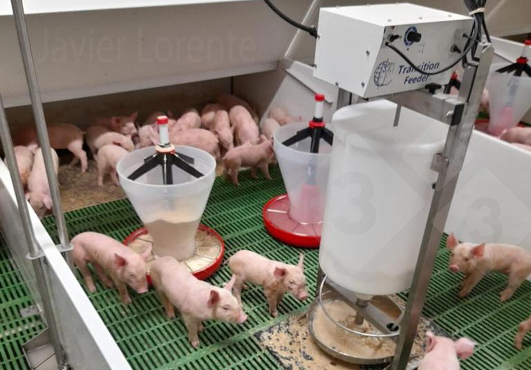 图片 9. 针对体格最小和体质最弱的仔猪提供流食系统和奶盘。
