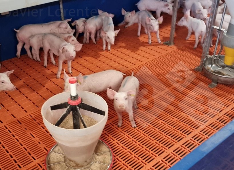 图片 5. 小型和中型仔猪配有额外的料斗。

