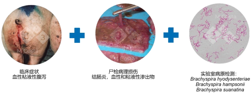 图 2. 可以确诊特定猪场猪痢疾的三种不同类型的证据。
