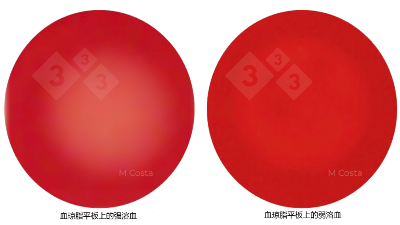图1. 强溶血性（左）和弱溶血性（右）短螺旋体菌株之间的视觉差异。照片来自5%的绵羊血平板，透明度表示溶血情况（红细胞破裂）。
