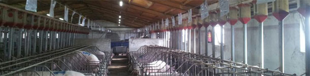 Non-productive days (2/2): &euro;16,000 hidden in the gestation