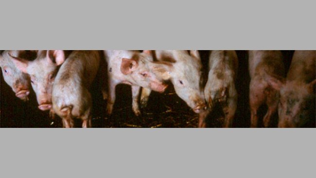 An Diarrhö erkrankte abgesetzte Ferkel, die unterschiedlich starke Gewichtsverluste und Dehydratation aufweisen.
