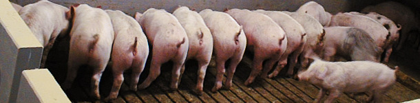 Immunität gegen E. coli bei Absetzferkeln