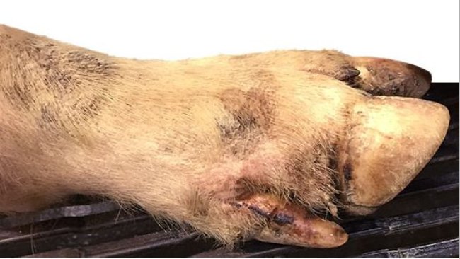 Leichte Läsionen am Kronenrand, Läsionen im Zwischenklauenspalt und am Fußballen bei den meisten lahmen Schweinen