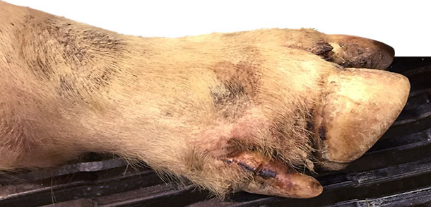 Leichte Läsionen am Kronenrand, Läsionen im Zwischenklauenspalt und am Fußballen bei den meisten lahmen Schweinen