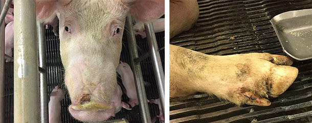 L&auml;sionen an Schnauze und Klauen, die in F&auml;llen der idiopathischen vesikul&auml;ren Schweinekrankheit festgestellt wurden.
