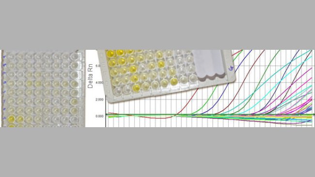 Serologische Tests für PCV2 mit der Unterscheidung zwischen IgG und IgM geben uns Hinweise auf den Infektionszeitpunkt. Die q-PCR liefert Informationen über den Virusgehalt.