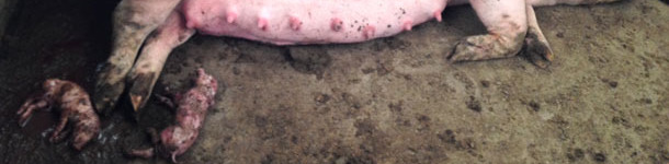 Vorzeitige Abferkelung in der Gruppenhaltung der tragenden Sauen.