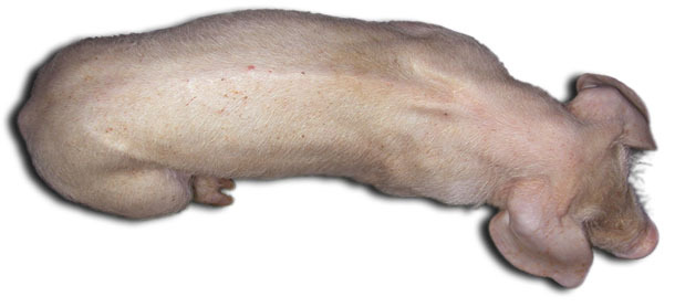 Drei Monate alte Schweine mit PCV2-SD: Auffällig sind das deutlich zu sehende Rückgrat als Hinweis auf die Wachstumsretardierung und die Blässe