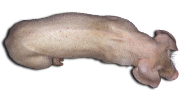 Drei Monate alte Schweine mit PCV2-SD: Auff&auml;llig sind das deutlich zu sehende R&uuml;ckgrat als Hinweis auf die Wachstumsretardierung und die Bl&auml;sse