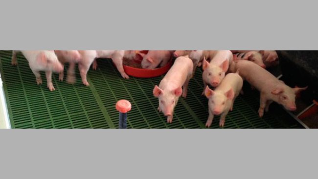 Reichliches Angebot von Futter und Wasser