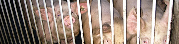 Gesundheitsprotokolle bei der Aufnahme von Remontetieren (1/3)