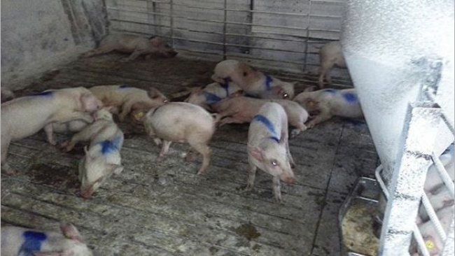 Erkrankte Schweine