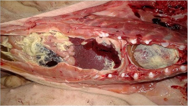 Abbildung 1: Fibrinöse Polyserositis bei einem Mastferkel.  Bei dieser Läsion wurde kein Haemophilus parasuis nachgewiesen, sondern Mykoplasma hyorhinis, das aus mit Bauchwasser und Perikardflüssigkeit angelegten Kulturen isoliert wurde.