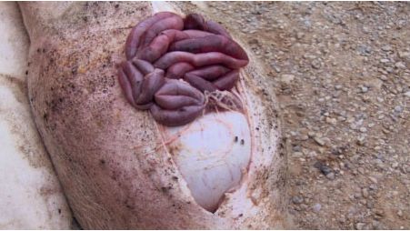 Sektion eines Tieres mit einem Magengeschw&uuml;r