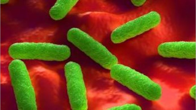 Salmonella