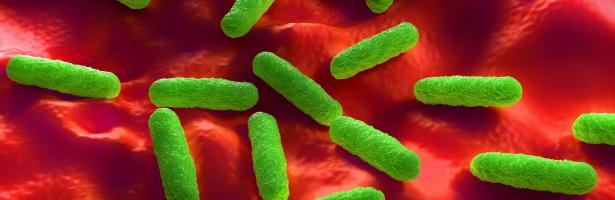 Salmonella
