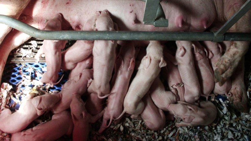 Abbildung 1: Heutzutage gibt es Sauen, die lebensf&auml;higere und viel mehr Ferkel werfen als fr&uuml;her.
