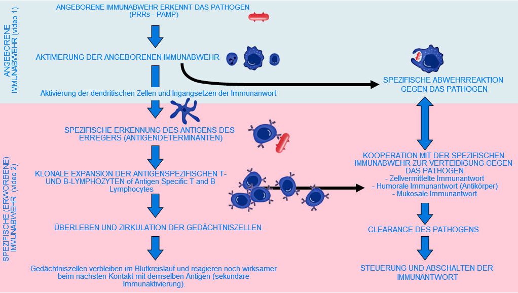 Abbildung 1.&nbsp; Beginn, Aktivierung und weitere Entwicklung der angeborenen und spezifischen Immunabwehr gegen&uuml;ber einem Pathogen.
