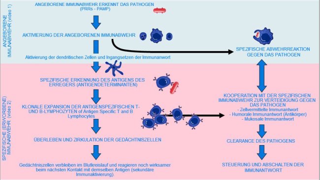 Abbildung 1.  Beginn, Aktivierung und weitere Entwicklung der angeborenen und spezifischen Immunabwehr gegenüber einem Pathogen.