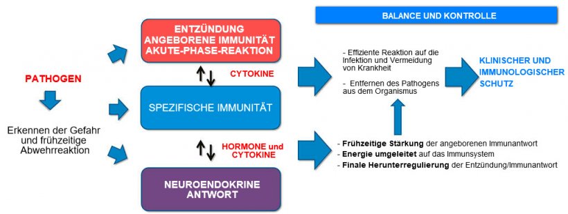 Abbildung 2a. Interaktion zwischen Immunit&auml;t und neuroendokriner Antwort: Die ausgewogene und kontrollierte Entz&uuml;ndungsreaktion und Immunantwort bewirken klinischen und immunologischen Schutz.
