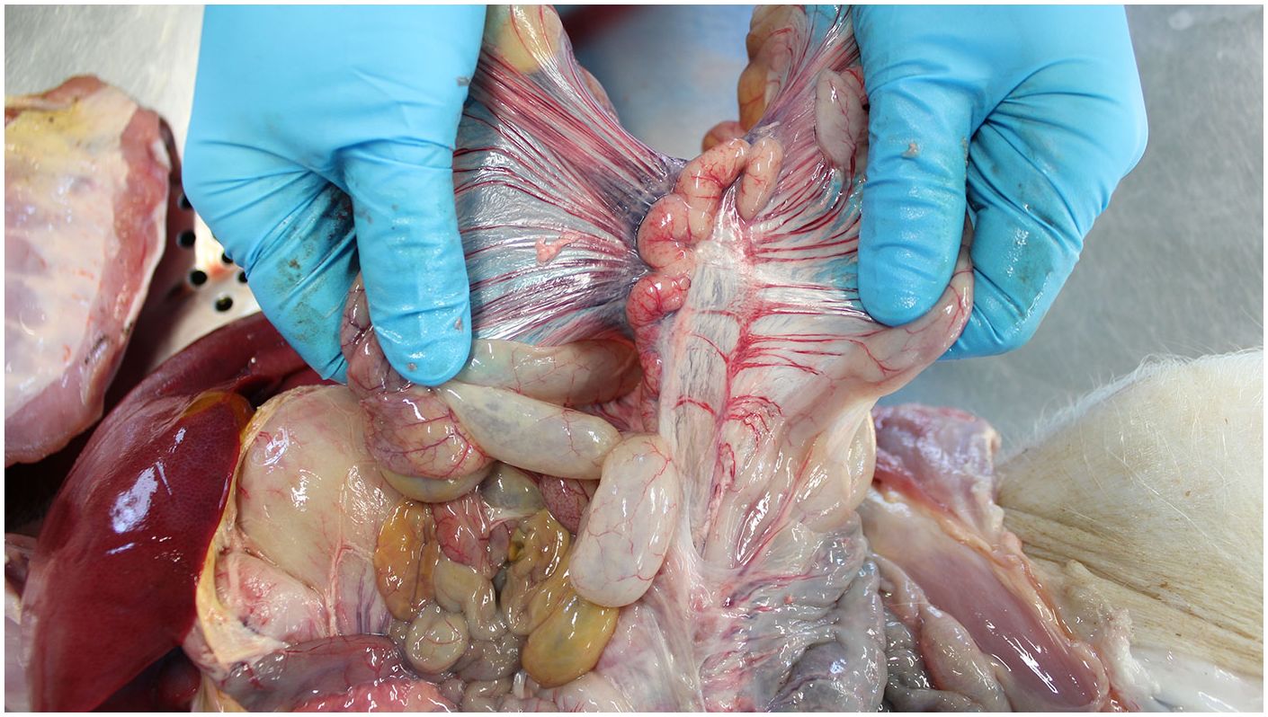 Mesenteriallymphknoten
