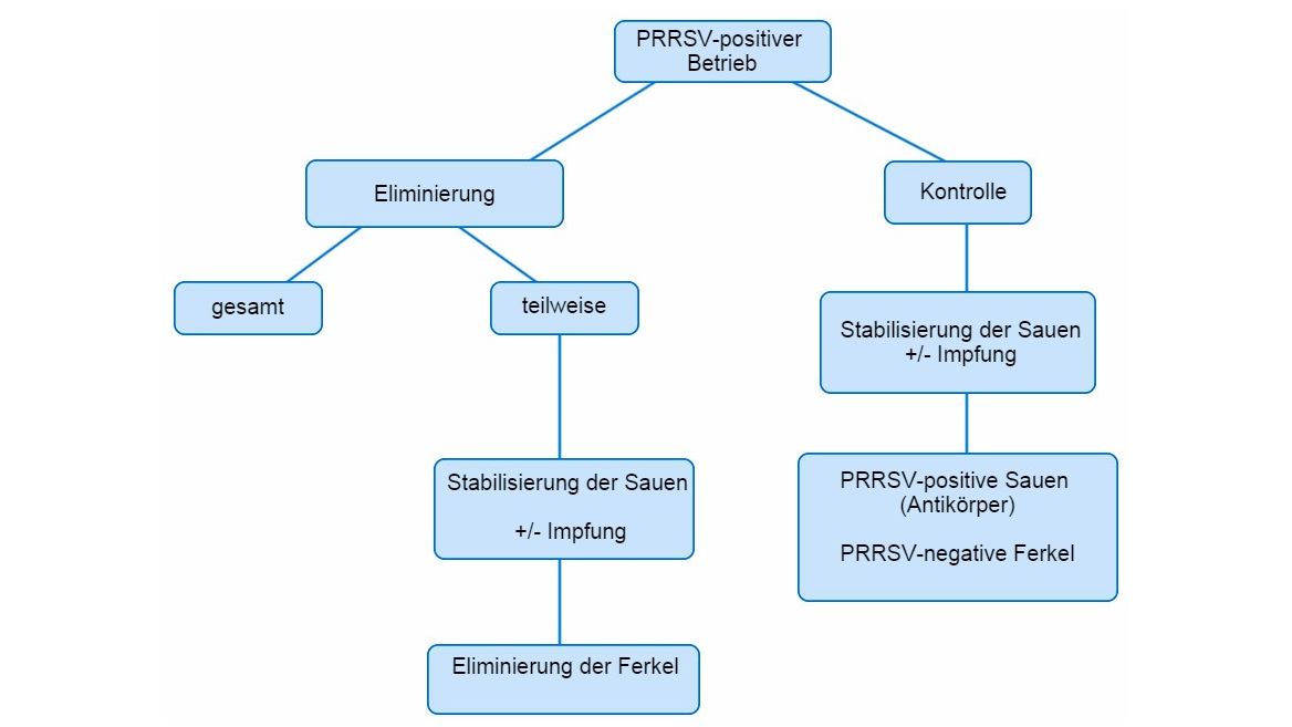 Abbildung 1: Schematische Darstellung der verschiedenen Ans&auml;tze bei PRRSV-positiven Betrieben
