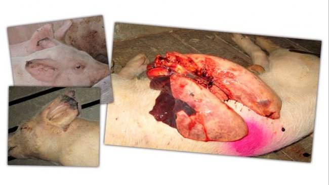 Abbildung 2: Läsionen bei einem Mastschwein: Ohrrandnekrose und Pneumonie in den kranialen und medialen Lungenlappen