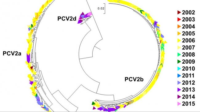 Abbildung 2. Phylogenetisches Baumdiagramm der maximalen Wahrscheinlichkeit: Die 729 ORF2-Sequenzen der PCV2-Datenbank des UMN-VDL sind je nach Jahr farblich gekennzeichnet. Die Genotypen sind vermerkt.
