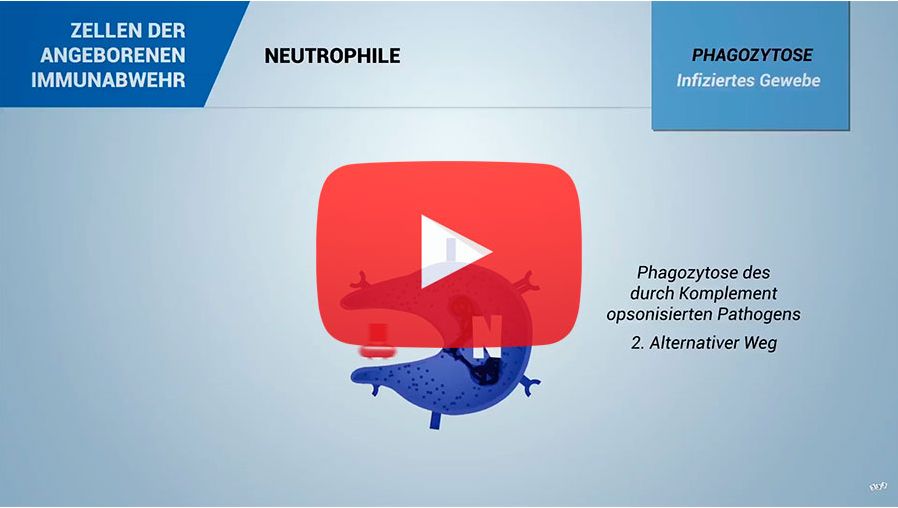 Immunsystem und Immunit&auml;t beim Schwein: Die Immunzellen
