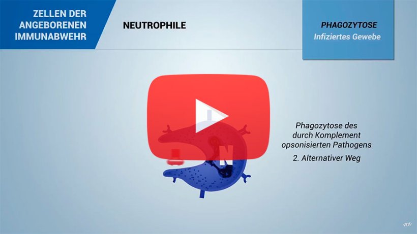 Immunsystem und Immunit&auml;t beim Schwein: Die Immunzellen
