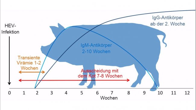 Reaktion auf die Infektion mit dem Hepatitis-E-Virus