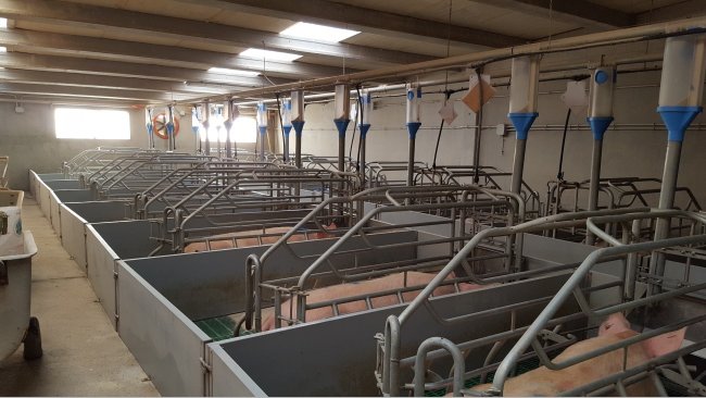 Abbildung 2: Die Kosten eines Abferkelstalls mit einem doppelten Gang sind um 10% höher, aber dieser erleichtert die Arbeit, da er einen guten Zugang zum Futtertrog und zur Rückseite der Abferkelbucht gewährleistet.