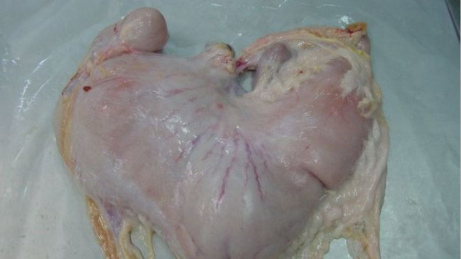 Schweinemagen mit Inhalt