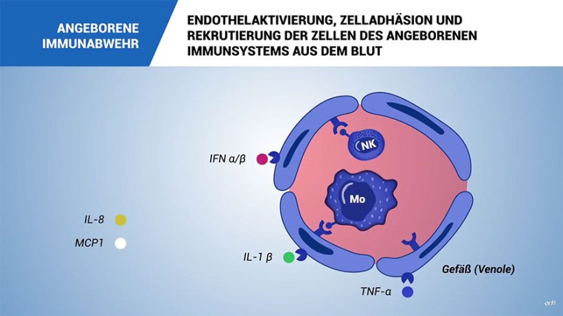 Angeborene Immunantwort