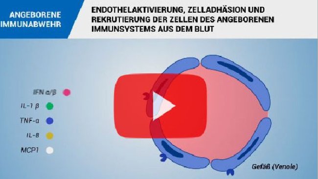 Angeborene Immunantwort