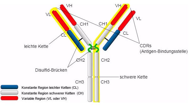 IgG-Typen und Struktur
