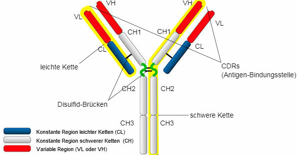 IgG-Typen und Struktur
