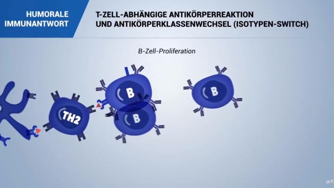 Humorale-immunantwort